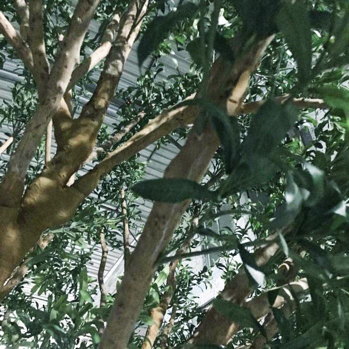 olive 3